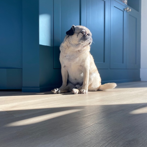 Meet your Posher, Laura - Picture 1 of 1